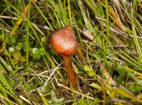 Hygrocybe conica image