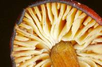 Hygrocybe conica image