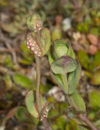 Uromyces waipoua image