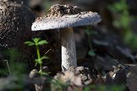 Amanita protecta image