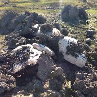 Agaricus bitorquis image