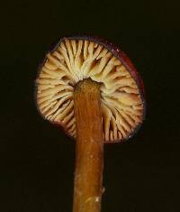 Hygrocybe conica image
