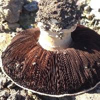 Agaricus bitorquis image