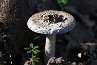 Amanita protecta image