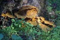 Omphalotus olivascens image