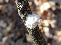 Schizophyllum commune image