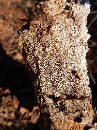 Schizopora paradoxa image