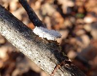 Schizophyllum commune image