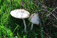 Volvariella gloiocephala image