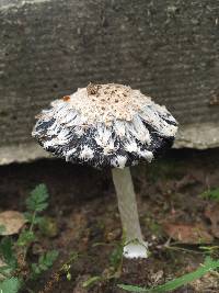 Coprinus comatus image