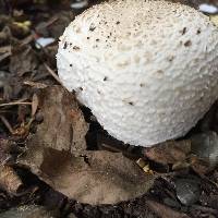 Agaricus xanthodermus image