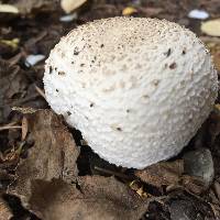 Agaricus xanthodermus image