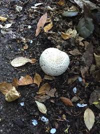 Agaricus xanthodermus image