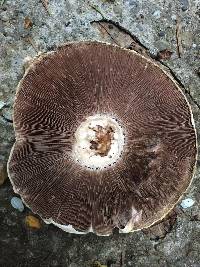 Agaricus xanthodermus image