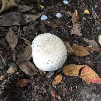 Agaricus xanthodermus image