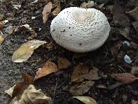 Agaricus xanthodermus image