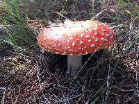 Amanita muscaria image