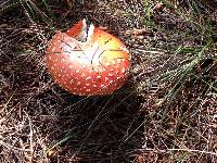 Amanita muscaria image