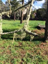 Ramalina menziesii image