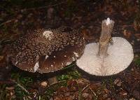 Amanita nothofagi image