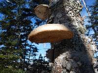 Piptoporus betulinus image