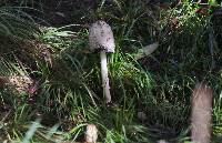 Coprinus comatus image