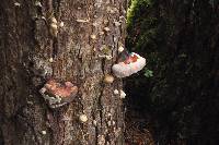 Fomitopsis pinicola image