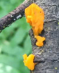 Tremella aurantia image