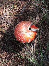 Amanita muscaria image