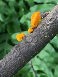 Tremella aurantia image