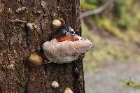 Fomitopsis pinicola image