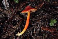 Hygrocybe coccinea image