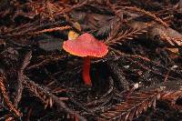 Hygrocybe coccinea image