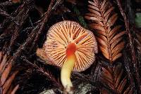 Hygrocybe coccinea image