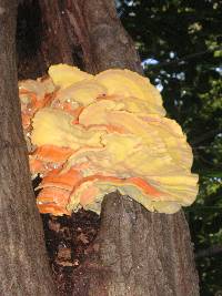 Laetiporus sulphureus image