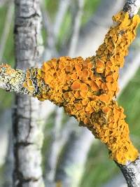 Xanthoria parietina var. parietina image