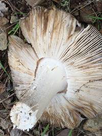 Amanita vaginata image