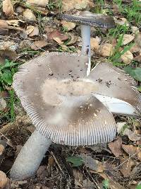 Amanita vaginata image