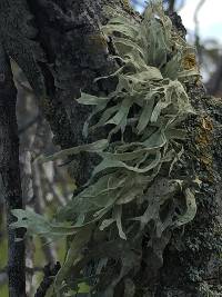 Ramalina subleptocarpha image