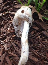 Coprinus comatus image