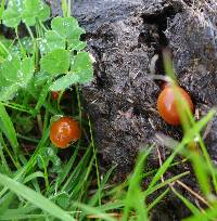 Psilocybe coprophila image