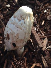 Coprinus comatus image