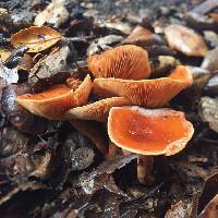 Lactarius rubidus image