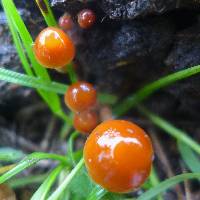 Psilocybe coprophila image