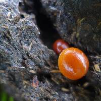 Psilocybe coprophila image