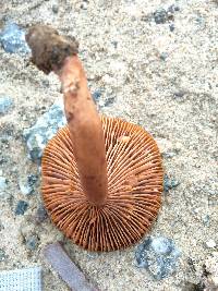 Lactarius rubidus image