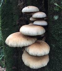 Agrocybe parasitica image