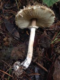 Chlorophyllum olivieri image