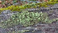 Cladonia pyxidata image