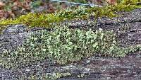 Cladonia pyxidata image